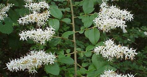 Chinese Privet Has Become A Nuisance
