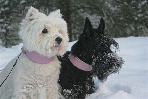 West Highland And Scottish Terriers With Images Westies Dog