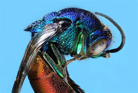 The Kaleidoscopic World Of Entomology