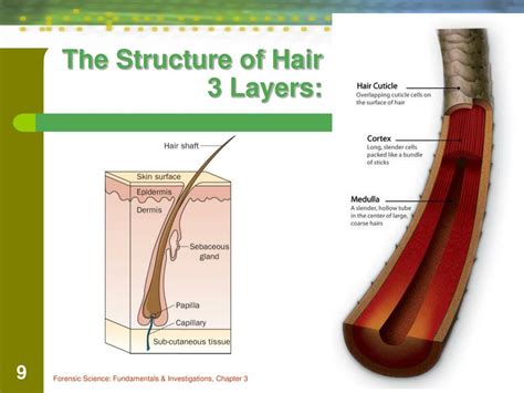 Ppt Chapter 3 The Study Of Hair Day 1 Powerpoint Presentation Free