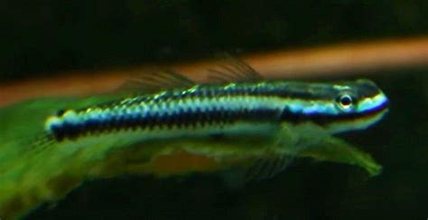 Cobalt Blue Goby Stiphodon Semoni Tropical Fish Keeping