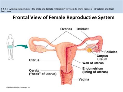 Annotated Diagram Of The Male Reproductive System Diagram Media
