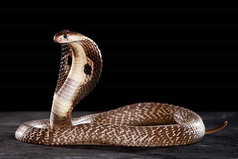 Royalty Free Cobra Pictures Images And Stock Photos Istock