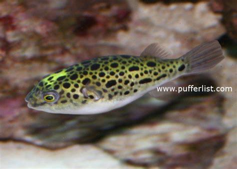 Green Spotted Puffer Fish Tetrodon Nigroviridis Puffer Fish Fish Fish Pet