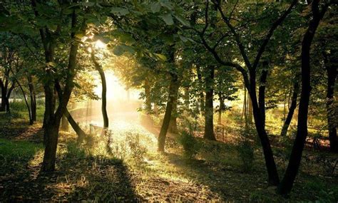 Photography Nature Plants Trees Landscape Sun Rays Forest Summer