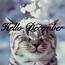 Hello December Cute Cat In The Snow Pictures Photos And Images For 