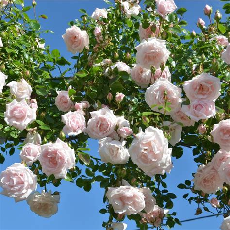 They have the most beautiful foliage, it's new dawn is a plant worthy of any garden. Image result for rose new dawn | Klätterros, Klätterrosor ...