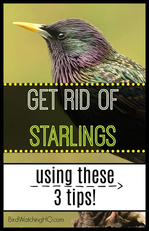 4 Proven Ways To Get Rid Of Starlings Today 2022 Bird Repellents
