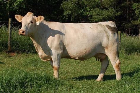 Charolais Cow Cattle Dairy Cattle Livestock