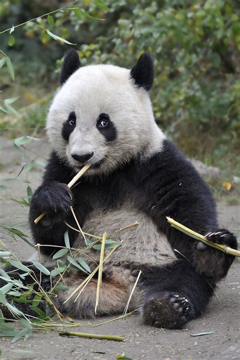 Chop Sticks By Josef Gelernter 500px Animals Beautiful Cute