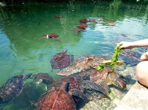 Nungwi Aquarium And Mnarani Marine Turtles Conservation Pond Admission