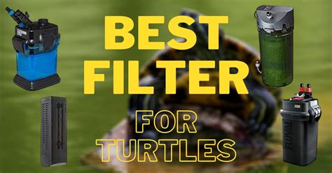 Check spelling or type a new query. 7 Best Filters for Turtle Tank (That Actually Works) - The ...