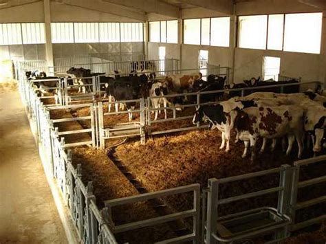 In genere scoperta e all'esterno riposo: Impianti zootecnici Bovini, Stalla con lettiera, Accessori ...