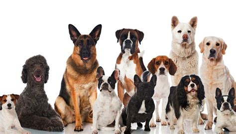 30 Most Popular Dog Breeds That Are Famous All Over The World Top Dog