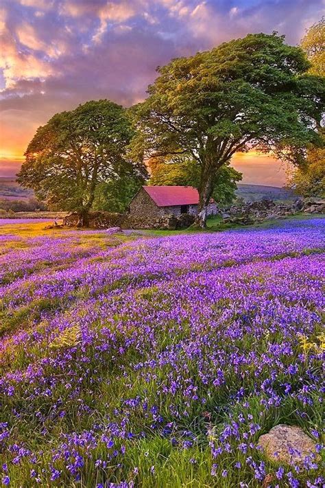 Fields Of Purple Beautiful World Beautiful Flowers Beautiful Gorgeous