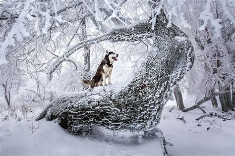 See more of die schönsten winterbilder on facebook. Winterbilder Tiere Als Hintergrundbild : Bilder Von Hornchen Winter Schnee Tiere / Aufgehende ...