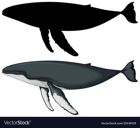 Blue Whale With Its Silhouette Royalty Free Vector Image