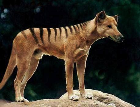A blog dedicated to the thylacine or tasmanian tiger (thylacinus cynocephalus), the largest carnivorous marsupial to survive into historic times. buidelwolf