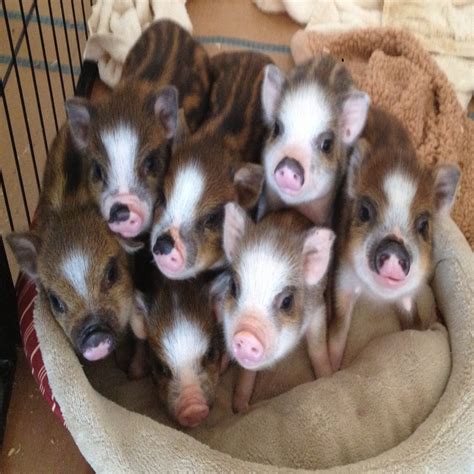 Home Charming Mini Pigs