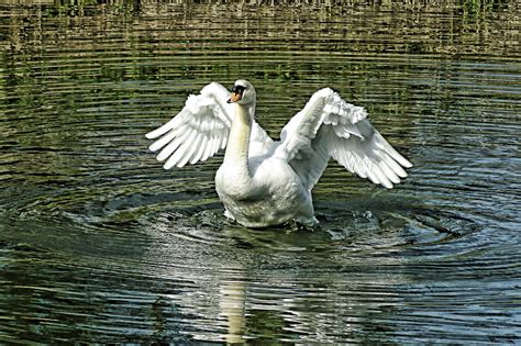 White Swan With A Wide Wingspan In The Water Free Image Download