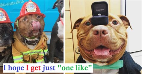 Shelter Pit Bull Wont Stop Smiling After Being Rescued And Adopted By