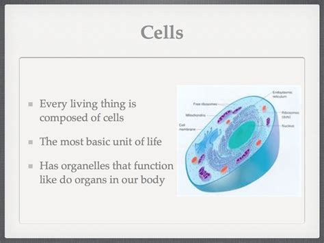 Sasic 6th Grade Adventures In Learning Cell Organelles Powerpoint