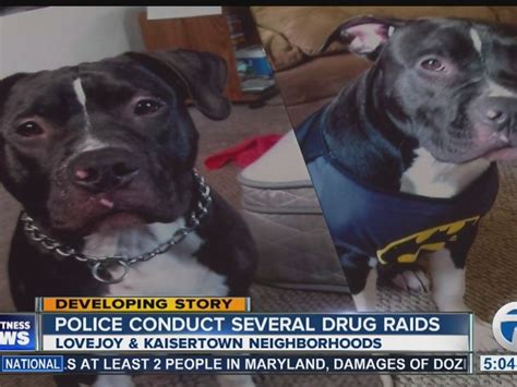 Pit Bulls Shot After Police Raids