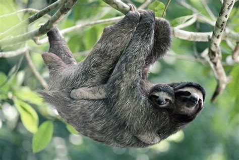 Sloths Mating Season Mudfooted