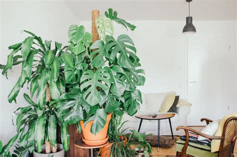 Il photos è anche una delle poche piante che ha la capacità di pulire l'aria della casa. Piante Giapponesi Da Interno / Ficus Ginseng Bonsai Piante ...