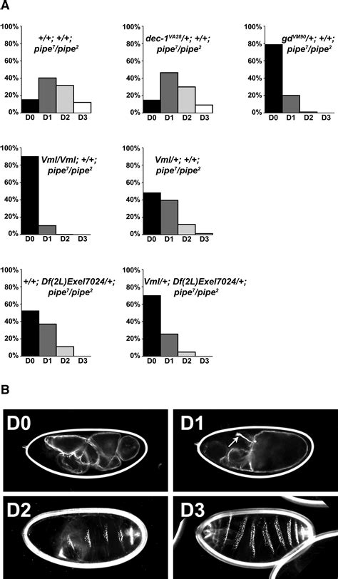 (recall that genes in drosophila are named for their mutant phenotype.) Sulfation of Eggshell Components by Pipe Defines Dorsal ...