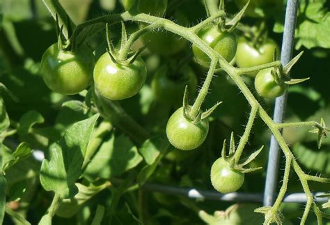 ¿cómo Plantar Tomates Cherry Amigos De La Jardinería