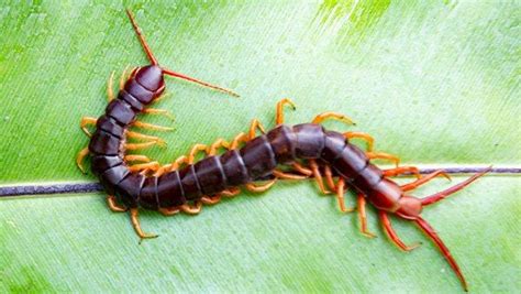 Visit payscale to research pest control technician use our tool to get a personalized report on your market worth.what's this? Tag - fort worth pest control