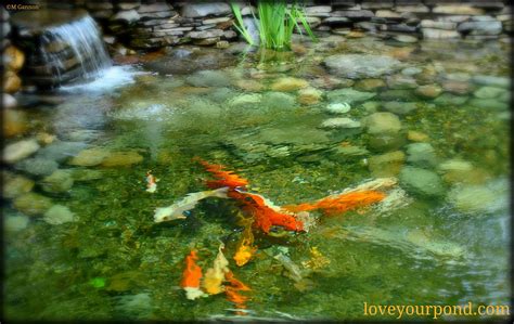 Beautiful Koi Pond With Simple Waterfall Display Designed And