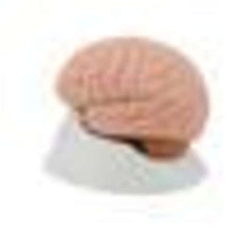 3b Scientific Human Brain Model Human Brain Model Includes 4 Parts
