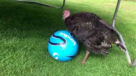 Please be sure to check with the. ️Pet turkey plays with ball ️ - YouTube
