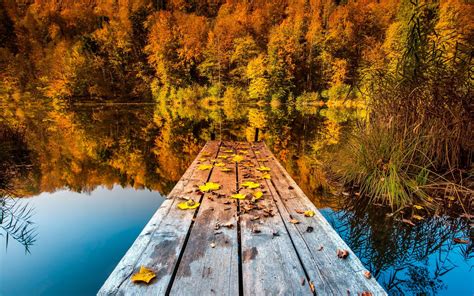Nature Landscape Trees Pier Wooden Surface Forest Water Lake
