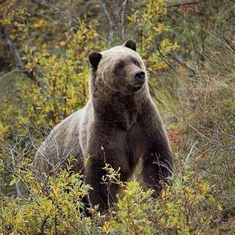 Grizzly In Denali National Park Bear Grizzly Bear Animals Beautiful