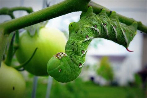 Tomato Hornworm Organic Control Of Hornworms Growing Organic Tomatoes Organic Gardening