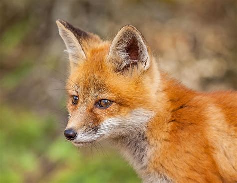 Red Fox Kit Posing Photograph By Steve Dunsford Pixels
