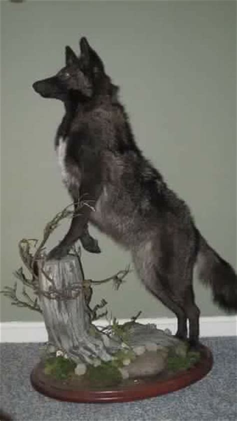 23 Best Coyote Mounts Images On Pinterest Taxidermy Coyotes And