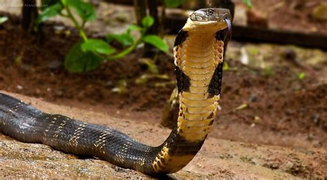 Snakes Longest King Cobra Snake