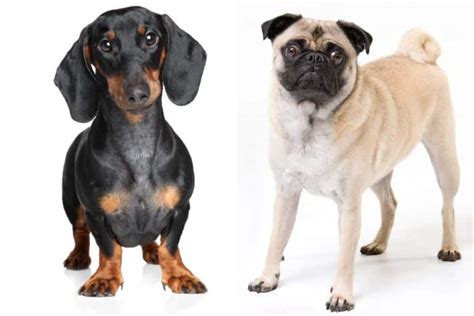 Dachshund Pug Mix Is The Pugshund Right For You