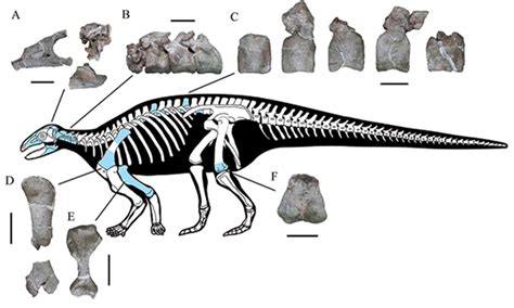 Aprender Acerca 55 Imagen Fossil Of A Dinosaur Ecovermx