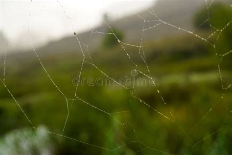 Spider Web In The Nature With Morning Fog Mist On It Close Up View