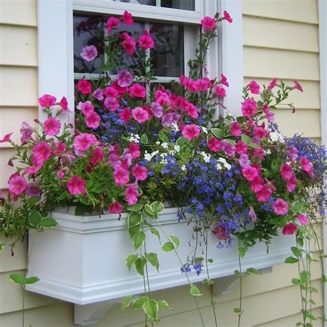 Summers Here And Window Box Beauty Is Blooming Everywhere Its