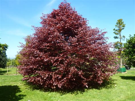 Fagus Sylvatica Purpurea Copper Beech Tauranga Tree Co