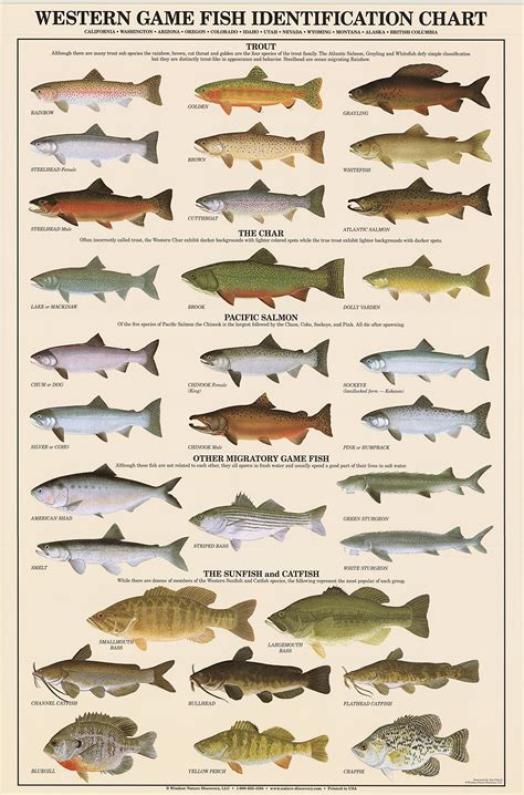 Pet Freshwater Fish Id Chart Hot Sex Picture