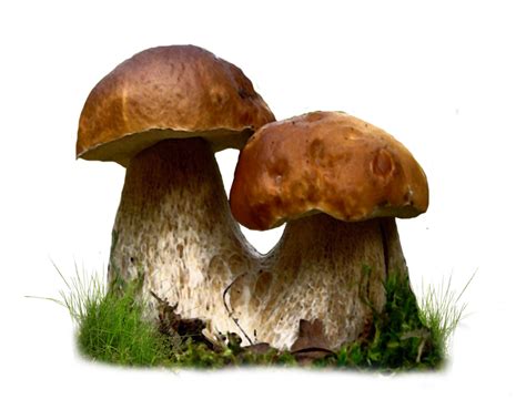 Mushroom Png Transparent Images Png All