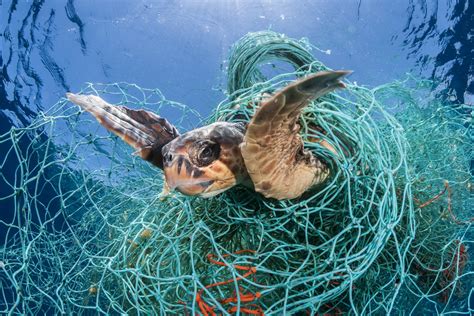 For Wildlife Plastic Is Turning The Ocean Into A Minefield Ocean