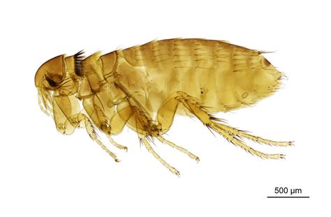 6 Interesting Facts About Fleas